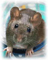 Уничтожение мышей дератизация